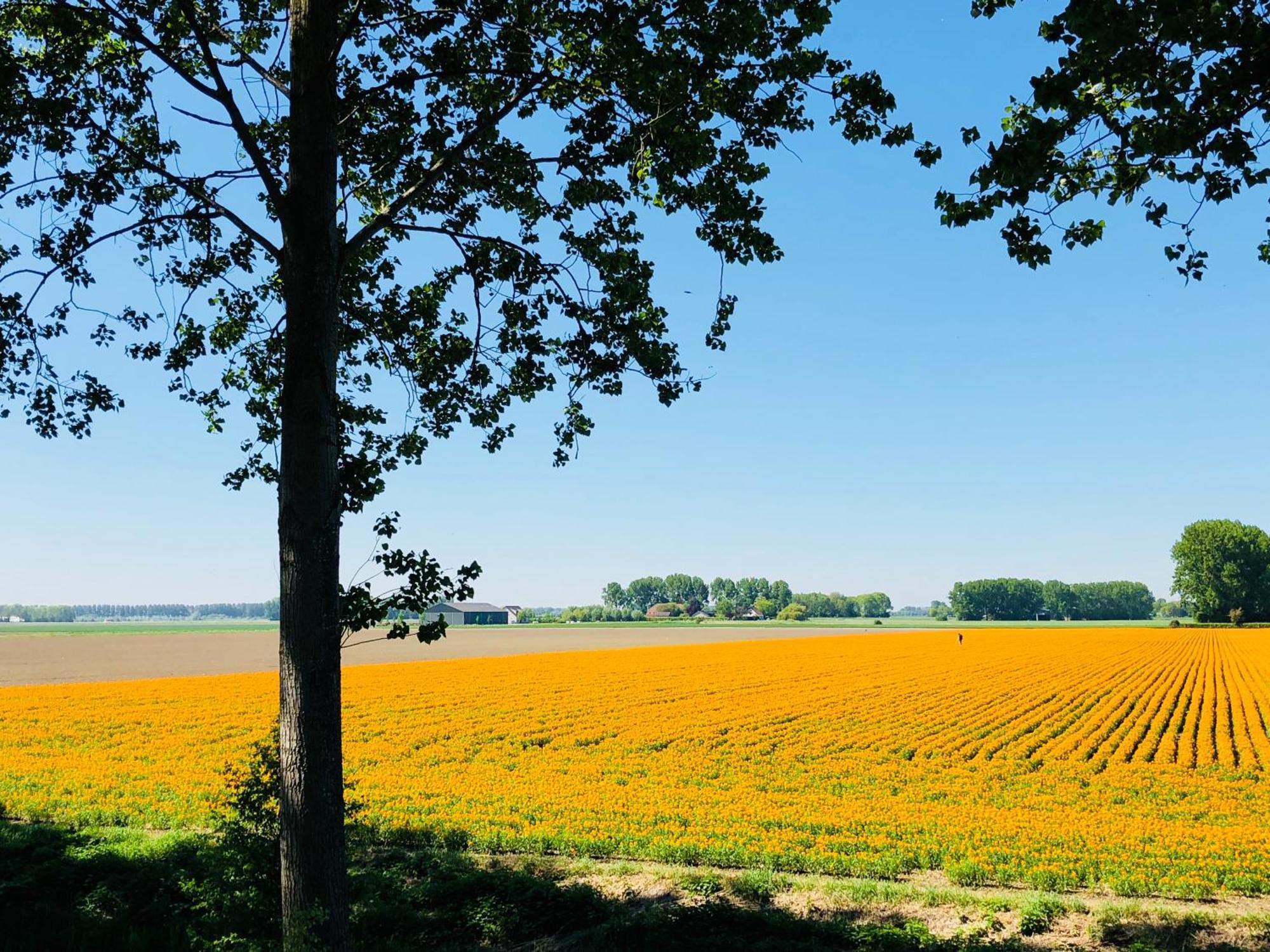 Slapen Bij De Zeeuwse Lala Bed & Breakfast IJzendijke Exterior foto